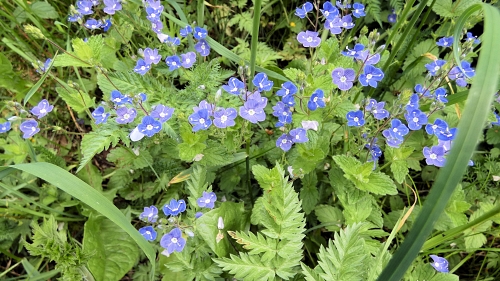 2024 05 24 Wanderung 10