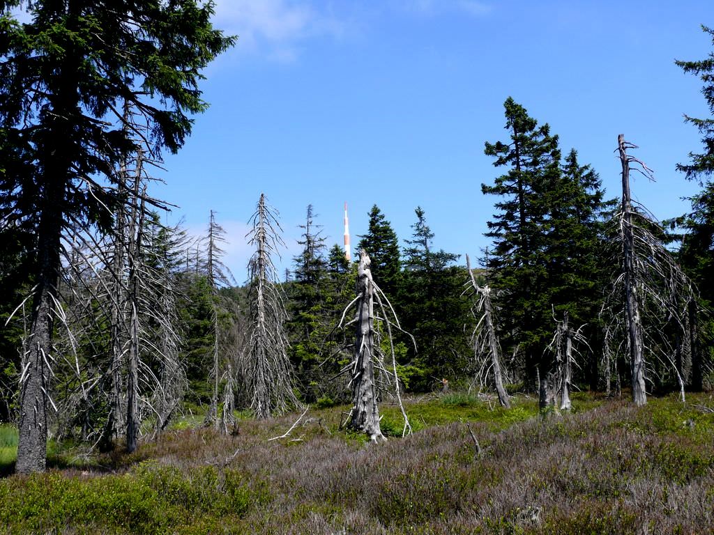 Harzer Grenzweg 4v6 ueber das Moor zum Brocken