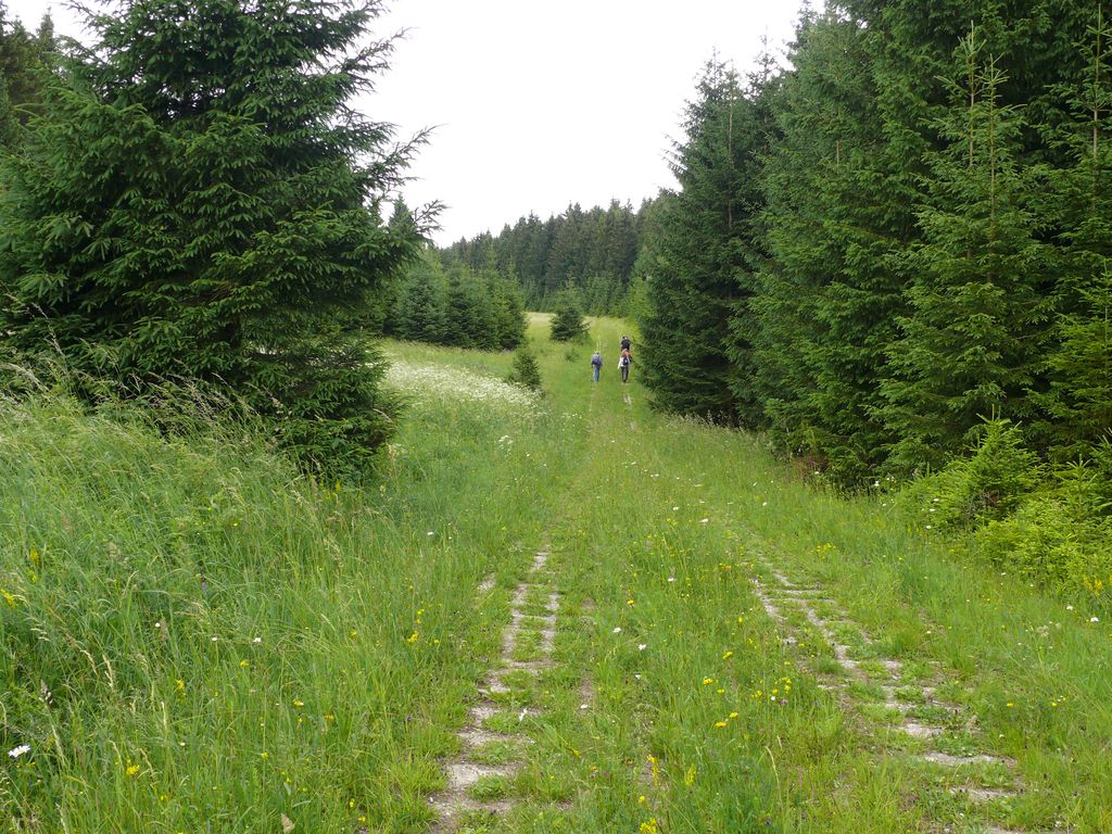Harzer Grenzweg Etappe 3 P1030957 1