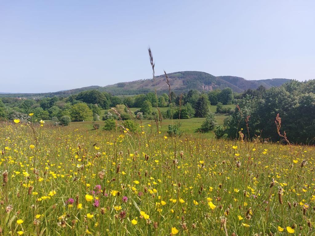 2023 05 Waldtrolle 2