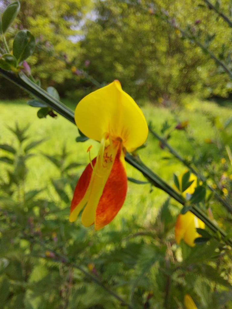 2023 05 Waldtrolle 5