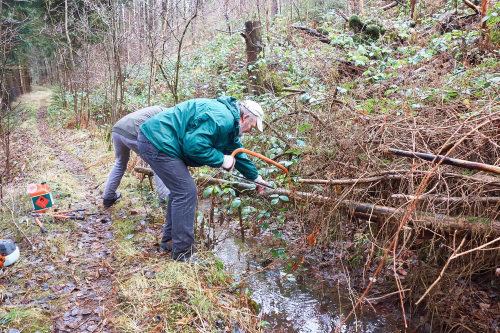 St&auml;mme und Baumscheiben entfernen