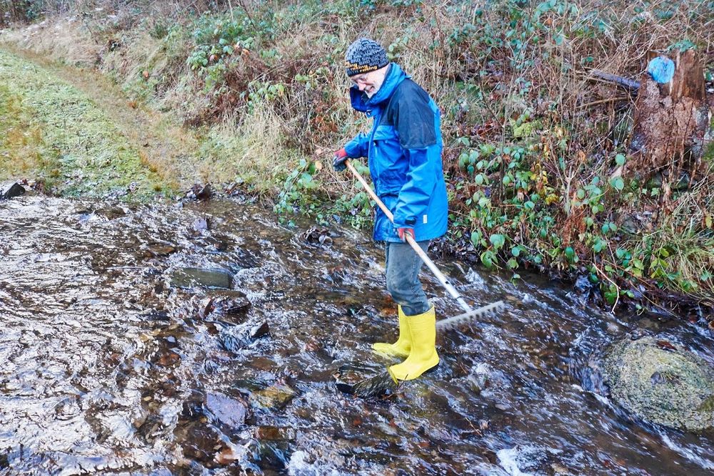 Die Gose wird geharkt